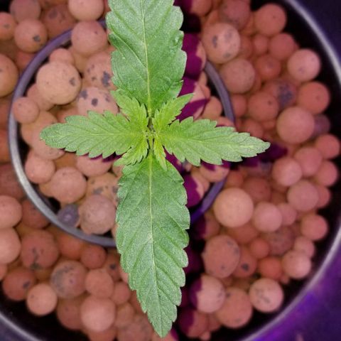 SSH1 growlog photo: 4 pair, 5th on board 
