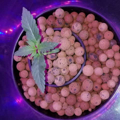 SSH1 growlog photo: 4 pair, 5th on board 