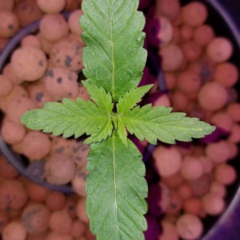 SSH1 growlog photo: 4 pair, 5th on board 