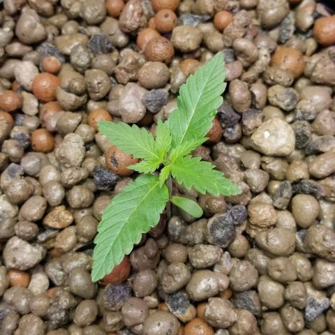 SSH1 growlog photo: 1st day outside 