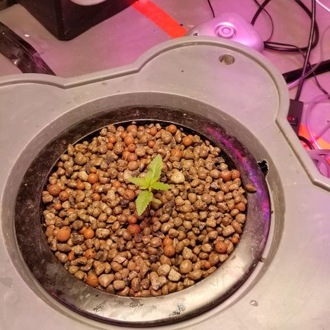SSH1 growlog photo: 1st day outside 