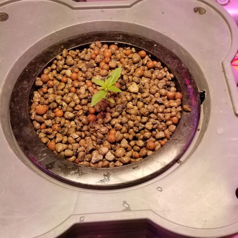 SSH1 growlog photo: 1st day outside 