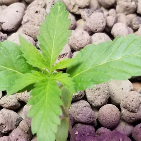 SSH1 growlog photo: 2nd day being outside 