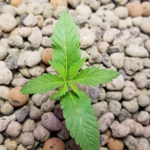 SSH1 growlog photo: 2nd day being outside 