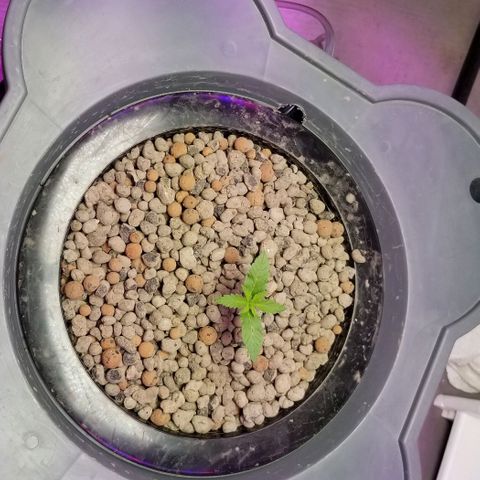 SSH1 growlog photo: 2nd day being outside 