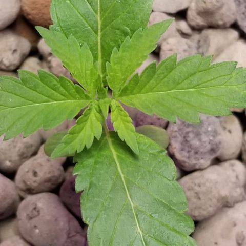 SSH1 growlog photo: 2nd day being outside 