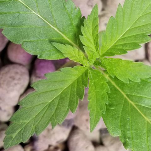 SSH1 growlog photo: 2nd day being outside 