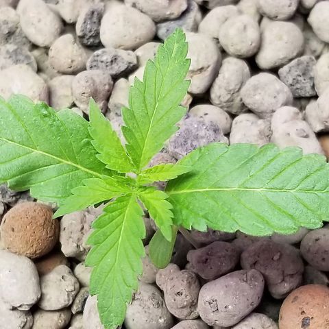 SSH1 growlog photo: 2nd day being outside 