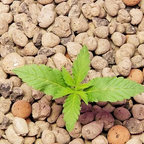 SSH1 growlog photo: 2nd day being outside 