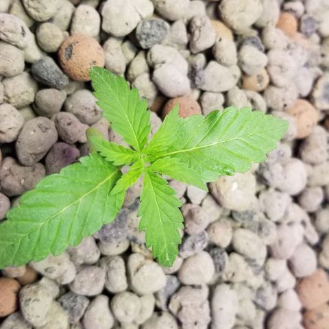 SSH1 growlog photo: 2nd day of transfer 
