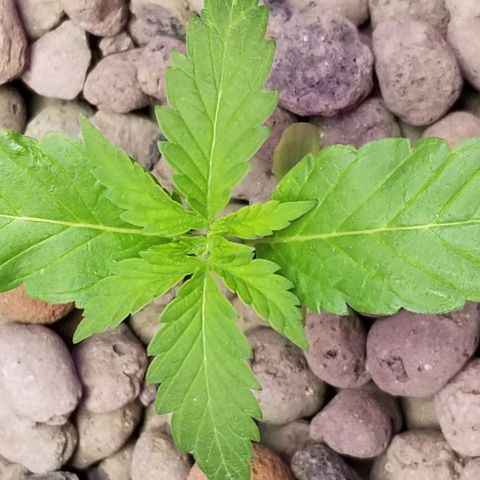 SSH1 growlog photo: 2nd day of transfer 
