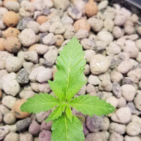 SSH1 growlog photo: 2nd day of transfer 