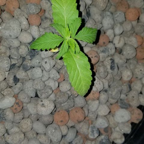 SSH1 growlog photo: Looking droopy 