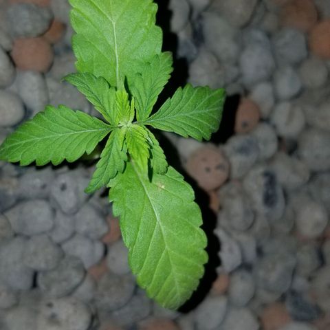 SSH1 growlog photo: Looking droopy 