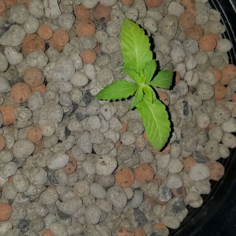 SSH1 growlog photo: Looking droopy 
