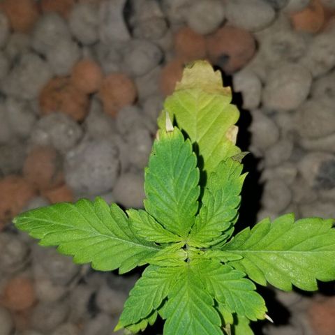 SSH1 growlog photo: Burned the leaves 