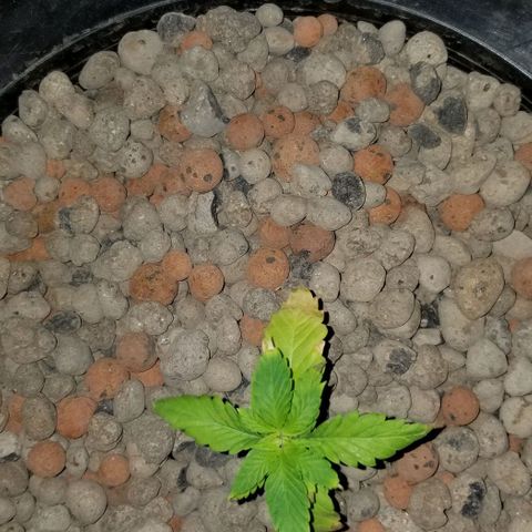 SSH1 growlog photo: Burned the leaves 