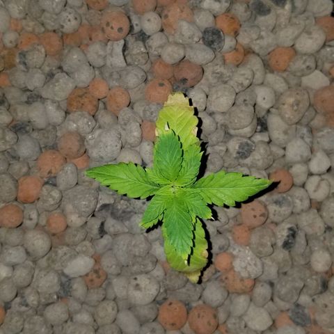SSH1 growlog photo: Burned the leaves 