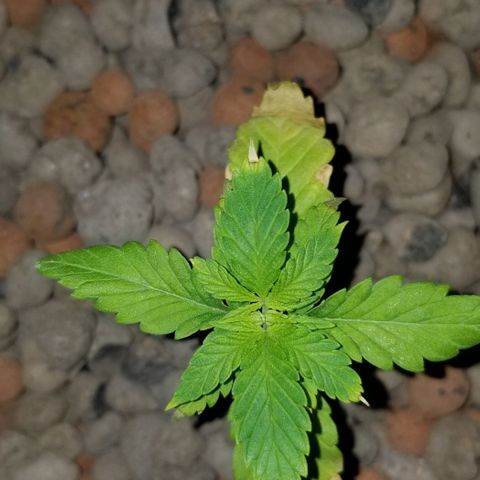 SSH1 growlog photo: Burned the leaves 