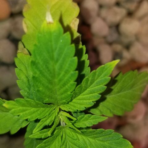 SSH1 growlog photo: Looking a ton better 