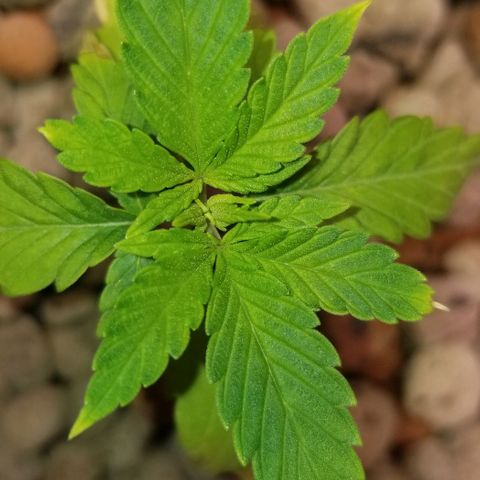 SSH1 growlog photo: Looking a ton better 