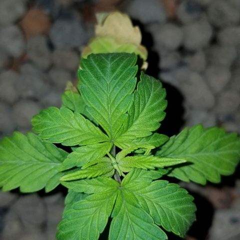 SSH1 growlog photo: Looking a ton better 