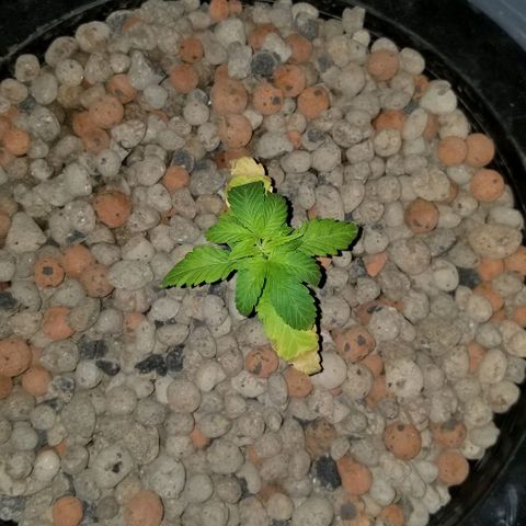 SSH1 growlog photo: Looking a ton better 