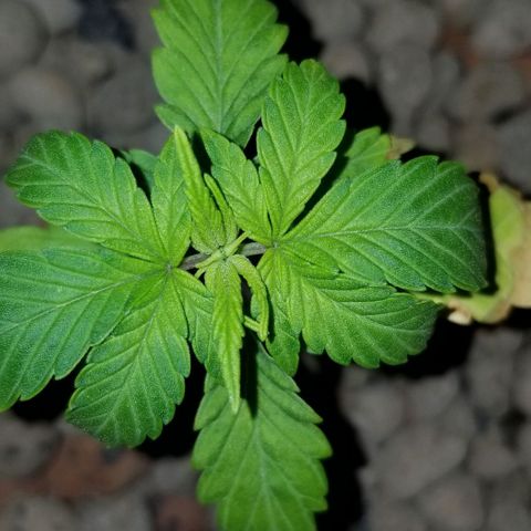 SSH1 growlog photo: Looking a ton better 