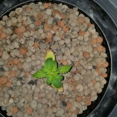SSH1 growlog photo: Looking a ton better 
