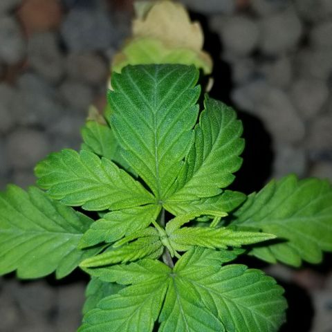 SSH1 growlog photo: Looking a ton better 
