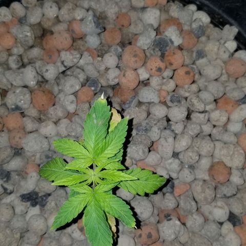SSH1 growlog photo: Bouncing back to life it appears 
