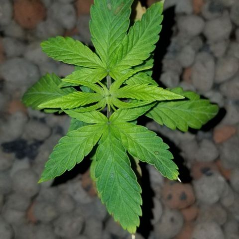 SSH1 growlog photo: Bouncing back to life it appears 