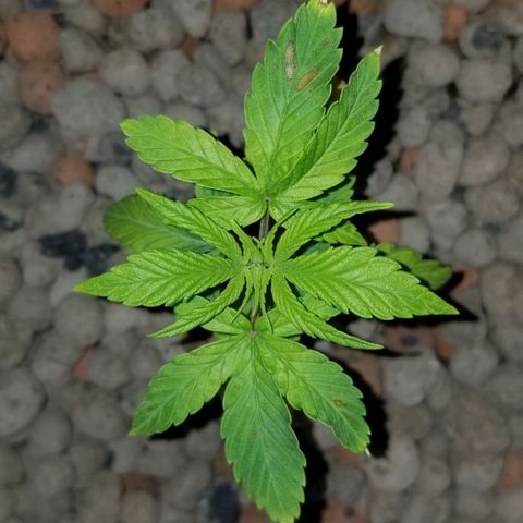 SSH1 growlog photo: Looking better 