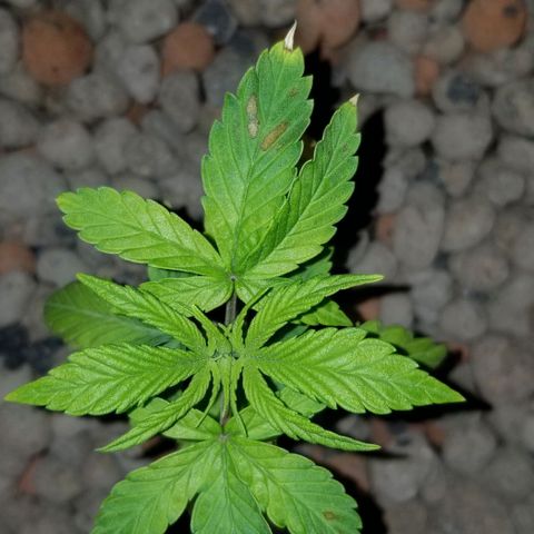 SSH1 growlog photo: Looking better 