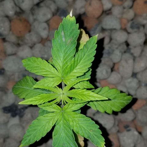 SSH1 growlog photo: Looking better 