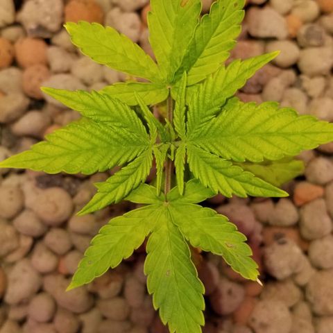 SSH1 growlog photo: Water change today little bit of yellowing, huh?