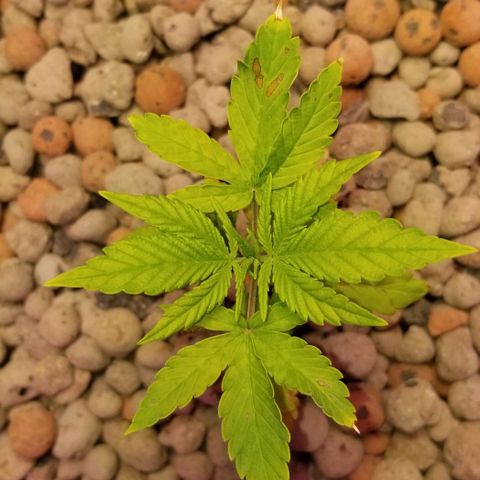 SSH1 growlog photo: Water change today little bit of yellowing, huh?