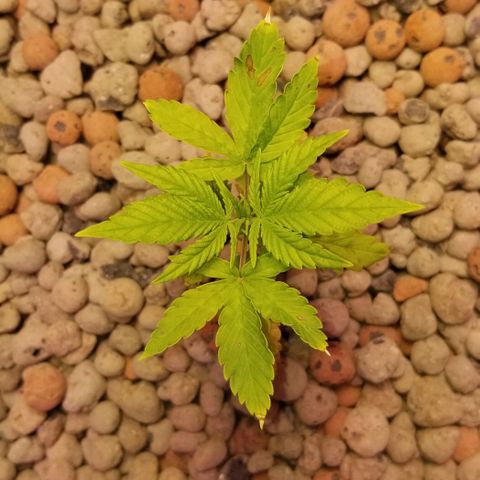 SSH1 growlog photo: Water change today little bit of yellowing, huh?