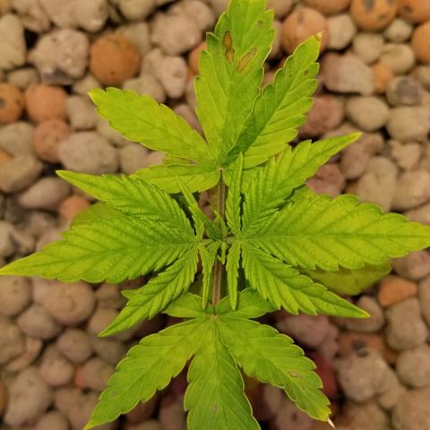 SSH1 growlog photo: Water change today little bit of yellowing, huh?