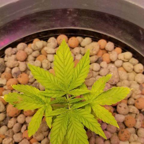 SSH1 growlog photo: What a difference the correct nutrients do