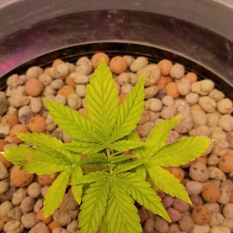 SSH1 growlog photo: What a difference the correct nutrients do
