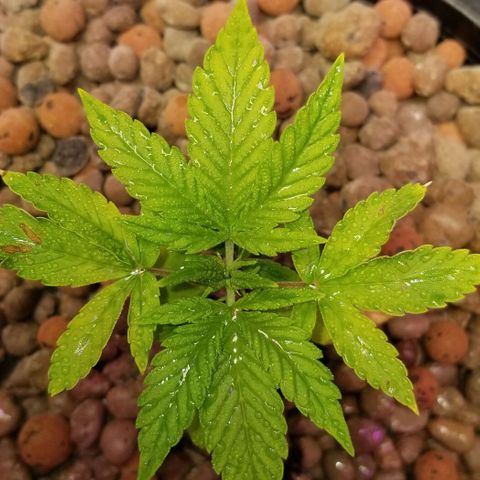 SSH1 growlog photo: What a difference the correct nutrients do
