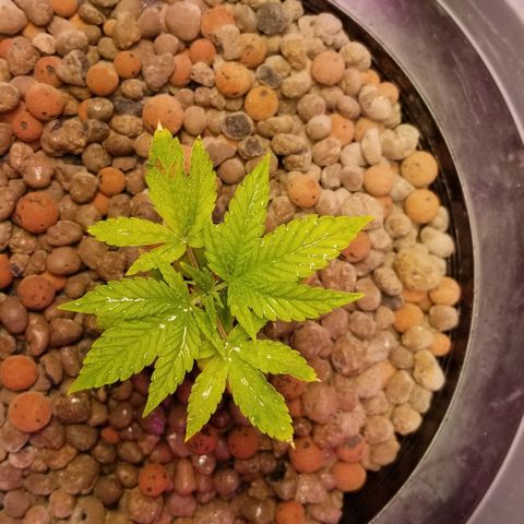 SSH1 growlog photo: What a difference the correct nutrients do