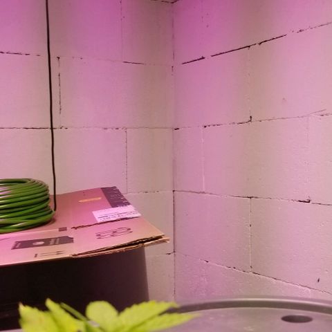SSH1 growlog photo: What a difference the correct nutrients do