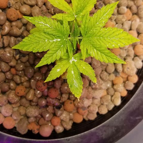 SSH1 growlog photo: What a difference the correct nutrients do