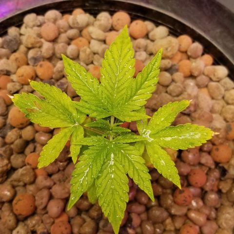 SSH1 growlog photo: What a difference the correct nutrients do