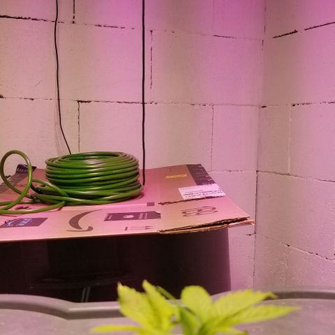SSH1 growlog photo: What a difference the correct nutrients do