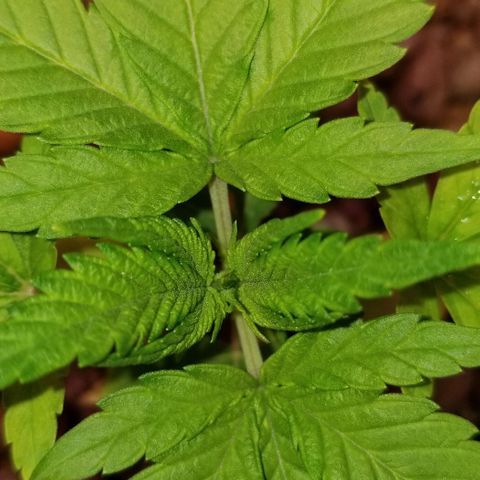 SSH1 growlog photo: Really looking much healthier. Looking beautiful!!