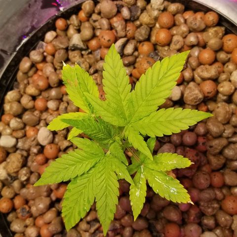 SSH1 growlog photo: Really looking much healthier. Looking beautiful!!