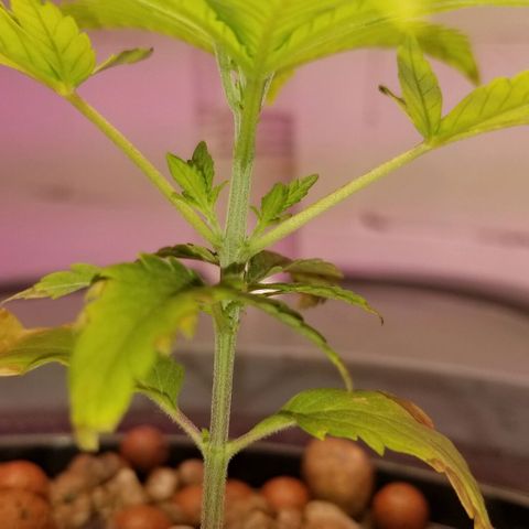 SSH1 growlog photo: Really looking much healthier. Looking beautiful!!